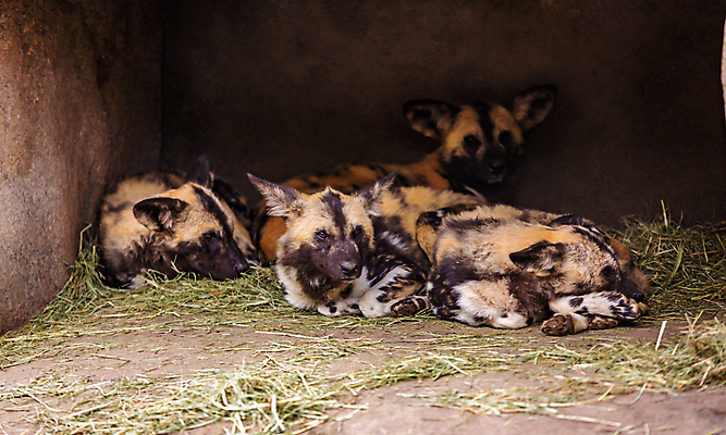 포토 JPG 해외이미지 동물 북아메리카 포유류 동물원 사람없음 야외 가로 컬러풀 미국 해외포토 컬러 아메리카 파일형식 이미지허브