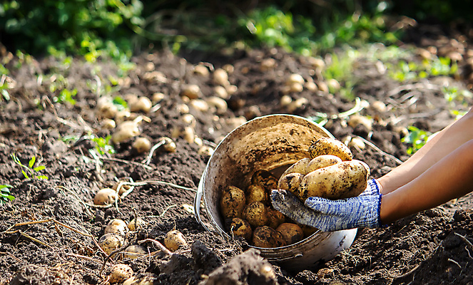 포토 JPG 해외이미지 주간 손 감자 들기 야외 아웃포커스 신체부위 농작물 수확 감자밭 플라스틱통 해외포토 자연요소 밭 농업 채소 모션 촬영기법 통 사람 플라스틱 파일형식 이미지허브