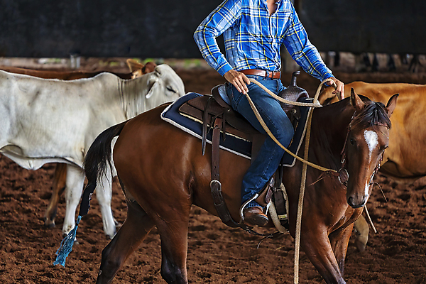 포토 JPG 해외이미지 동물 스포츠 포유류 이벤트 사람없음 가축 힘 경쟁 경기장 목장 청바지 업무 소 승마 카우보이 호주 군중 승차 자르기 다발 속도 먼지 점수 안장 대회 로데오 도우미 라이더 서쪽 해외포토 컨셉 바지 스포츠시설 모션 사람 작업 오세아니아 방향 파일형식 이미지허브