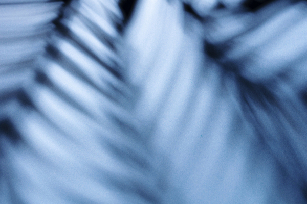 포토 JPG 해외이미지 나무 식물 디자인 실루엣 벽 백그라운드 잎 패턴 추상 숙이기 손바닥 그림자 사람없음 반사 낭만 황금 소프트포커스 블러 양치류 해외포토 손 포즈 컨셉 무늬 촬영기법 파일형식 이미지허브