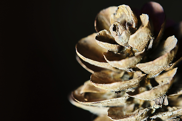 포토 JPG 해외이미지 나무 식물 계절 백그라운드 잎 패턴 오렌지 자연 건조 사람없음 야외 목재 빨간색 초록색 여름 파란색 햇빛 뷰티 갈색 노란색 환경 검은색 성장 가을 흰색 나뭇가지 숲 유기농 질감 포도나무 10월 내추럴 고립 해외포토 웰빙 컬러 무늬 과일 재료 태양 날짜 과일나무 생태계 파일형식 이미지허브