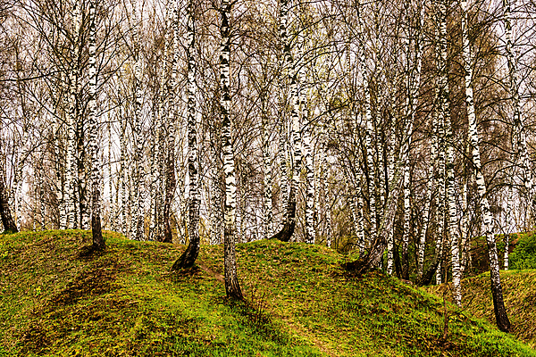 포토 JPG 해외이미지 나무 줄기 날씨 휴식 풍경 사람없음 봄 성장 광선 신선 숲 땅 언덕 러시아 북쪽 자작나무 해외포토 식물 계절 유럽 컨셉 방향 파일형식 이미지허브