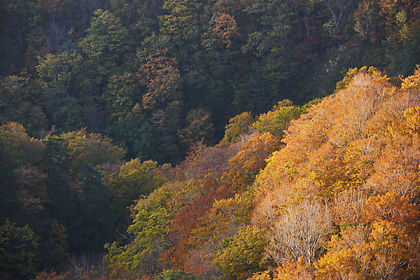 포토 JPG 해외이미지 나무 계절 공원 아시아 여행 백그라운드 잎 오렌지 자연 산 풍경 사람없음 야외 빨간색 컬러풀 뷰티 노란색 계곡 일본 가을 숲 내추럴 해외포토 식물 공공시설 나라 컬러 과일 생태계 파일형식 이미지허브