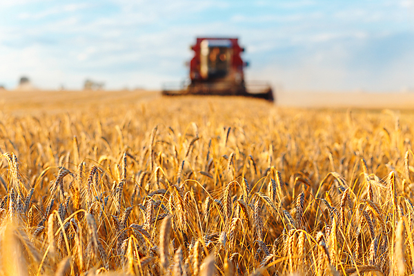 포토 JPG 해외이미지 농업 사람없음 아웃포커스 농장 농경지 가을 트랙터 밭일 호밀 해외포토 계절 산업 곡류 촬영기법 농기계 특수차량 파일형식 이미지허브