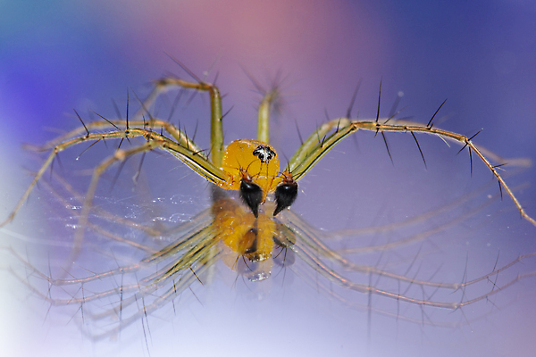 포토 JPG 해외이미지 식물 동물 꽃 야생동물 곤충 백그라운드 잎 자연 사람없음 초록색 컬러풀 노란색 점프 흰색 작음 육식동물 거미 내추럴 스라소니 해외포토 컬러 포유류 모션 크기 생태계 파일형식 이미지허브