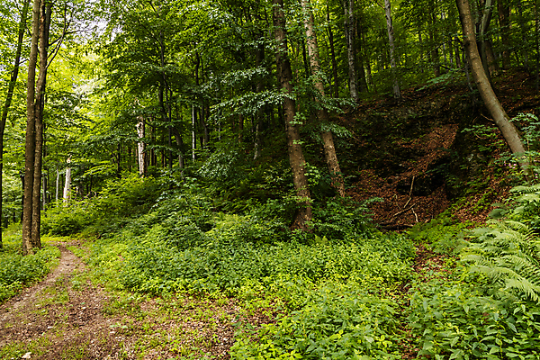 포토 JPG 해외이미지 나무 식물 계절 공원 유럽 길 잎 자국 자연 산 풍경 사람없음 야외 목재 초록색 여름 환경 숲 공터 폴란드 내추럴 삼림지대 옛날 해외포토 공공시설 나라 컬러 재료 생태계 파일형식 이미지허브