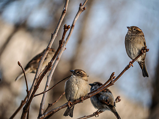 포토 JPG 해외이미지 나무 식물 동물 1 계절 꽃 야생동물 음식 분홍색 날개 과일 발 자연 조류 아침 날씨 요리 사람없음 갈색 정원 검은색 봄 산책 흰색 나뭇가지 개화 저녁 작음 먹이 깃털 사냥 부리 러시아 향기 냄새 심플 참새 남쪽 해외포토 주간 유럽 컬러 휴식 신체부위 야간 크기 방향 생태계 파일형식 이미지허브