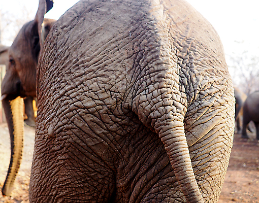 포토 JPG 해외이미지 야생동물 아프리카 코끼리 사람없음 닫기 피부 질감 상아 해외포토 동물 나라 포유류 모션 신체부위 파일형식 이미지허브