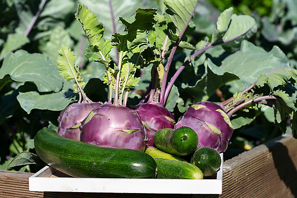 포토 JPG 해외이미지 식물 계절 음식 잎 농업 다이어트 채소 자연 오이 건강 사람없음 여름 농작물 농장 환경 정원 수확 신선 닫기 균형 유기농 생태계 원예 양배추 건강식 내추럴 밭일 주키니호박 콜라비 해외포토 웰빙 산업 모션 취미 파일형식 이미지허브