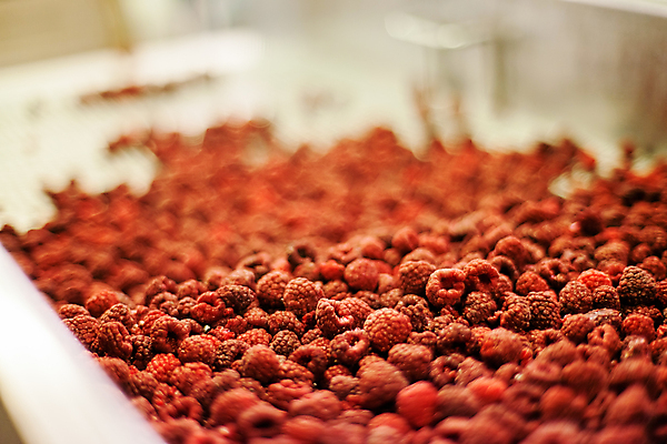 포토 JPG 해외이미지 공장 사람없음 아웃포커스 냉동 기계 제조 산딸기 식품공장 냉동식품 해외포토 음식 과일 공업 촬영기법 파일형식 이미지허브