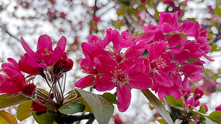 포토 JPG 해외이미지 나무 식물 디자인 배너 계절 공원 꽃잎 꽃 백그라운드 잎 꽃무늬 자연 미술 풍경 초원 사람없음 야외 장식 초록색 여름 컬러풀 햇빛 태양 뷰티 환경 정원 맑음 봄 성장 벚꽃 나뭇가지 신선 개화 4월 원예 내추럴 해외포토 자연요소 공공시설 컬러 무늬 날씨 문화예술 취미 날짜 생태계 파일형식 이미지허브