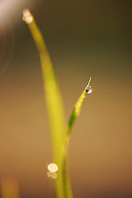 포토 JPG 해외이미지 주간 근접촬영 사람없음 야외 아웃포커스 젖음 소프트포커스 빗방울 빛망울 해외포토 자연요소 뷰포인트 촬영기법 빛 비_날씨 파일형식 이미지허브