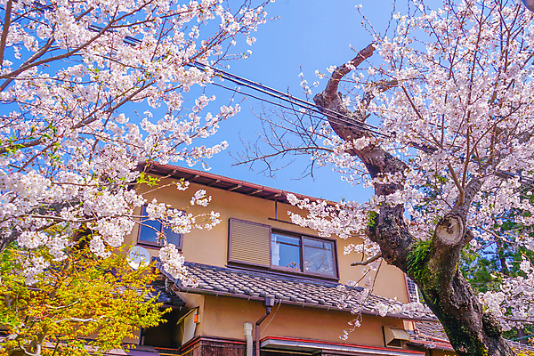 포토 JPG 해외이미지 주간 봄꽃 주택 사람없음 야외 일본 봄 벚꽃 벚나무 해외포토 자연요소 나무 계절 꽃 아시아 건물 파일형식 이미지허브