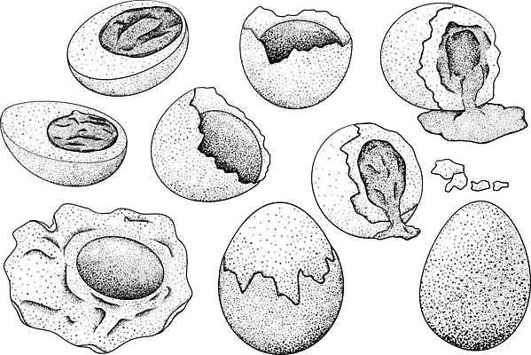 EPS 해외이미지 동물 디자인 선 빵 백그라운드 다이어트 일러스트 재료 자연 조류 아침 추상 건강 요리 미술 그래픽 장식 세트 농장 라벨 주방 식당 계란 검은색 식사 치킨 튀김 수확 신선 신용카드 낙서 상품 인쇄 스케치 오브젝트 메뉴 유기농 내추럴 고립 엘리먼트 해외일러스트 주간 웰빙 음식 컬러 무늬 농업 문화예술 프레임 금융 상점 알 생태계 닭고기요리 파일형식 벡터 이미지허브