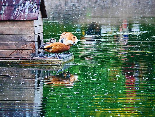 포토 JPG 해외이미지 나무 동물 전통 공원 문화 호수 야생동물 음식 파도 바다 여행 백그라운드 날개 자연 조류 표면 거리 주택 오리 사람 사람없음 야외 초록색 물 여름 파란색 강 뷰티 반사 갈색 검은색 회색 흰색 연못 도시 깃털 비둘기 부리 백조 물새 청둥오리 내추럴 해외포토 자연요소 식물 계절 공공시설 컬러 건물 생태계 파일형식 이미지허브
