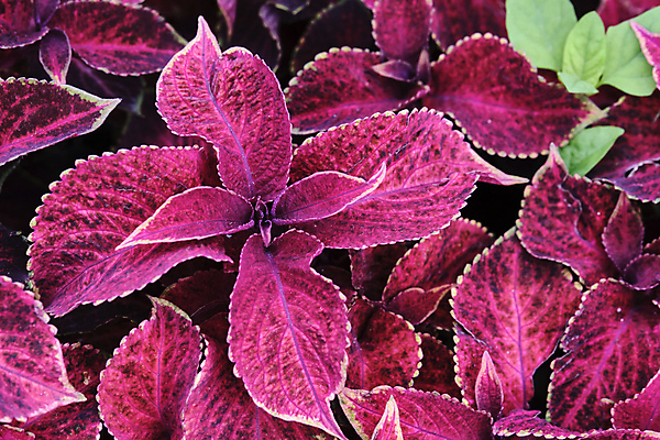 포토 JPG 해외이미지 식물 디자인 배너 꽃 분홍색 결혼 백그라운드 잎 패턴 일러스트 자연 미술 사람없음 장식 빨간색 뷰티 장미 정원 보라색 봄 수확 벚꽃 흰색 나뭇가지 인사 그리기 난초 우아함 자주색 오브젝트 그림 슛 초대 석류 내추럴 깊이 유칼립투스 작약 터키석 세련 국경 해외일러스트 나무 계절 컬러 컨셉 무늬 농업 과일 모션 문화예술 이벤트 예절 보석 생태계 파일형식 이미지허브