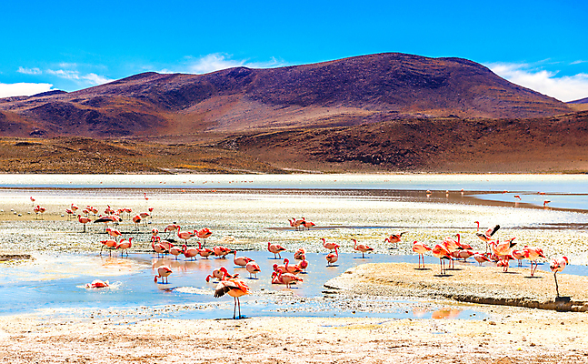 포토 JPG 해외이미지 주간 여러마리 산 사람없음 야외 플라밍고 석호 콜로라도 해외포토 자연요소 다수 조류 미국 파일형식 이미지허브