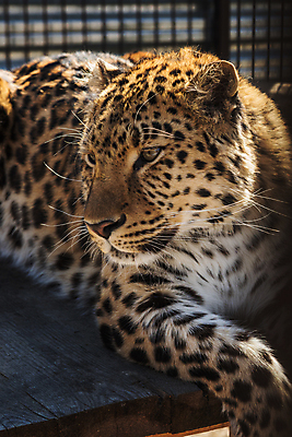 포토 JPG 해외이미지 주간 한마리 응시 야생동물 엎드리기 아프리카 자연 동물원 근접촬영 사람없음 야외 맹수 표범 해외포토 자연요소 동물 1 시선 나라 뷰포인트 포유류 모션 생태계 파일형식 이미지허브