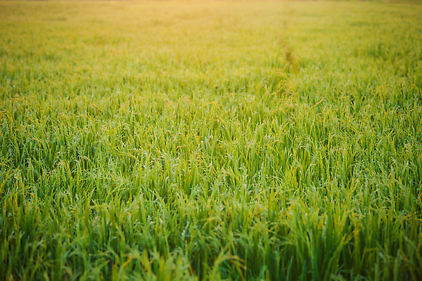 포토 JPG 해외이미지 식물 아시아 음식 여행 백그라운드 농업 오렌지 자연 밥 풍경 초원 사람없음 야외 초록색 여름 뷰티 농장 일출 일몰 새벽 수확 성장 시골 황금 낟알 장면 내추럴 논밭 밭일 옛날 해외포토 자연요소 계절 나라 산업 컬러 밭 과일 논 노을 생태계 파일형식 이미지허브