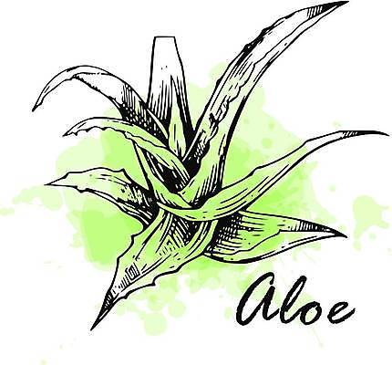 EPS 해외이미지 식물 손 선 잎 일러스트 재료 자연 선인장 잉크 건강 미술 그래픽 치료 초록색 약 검은색 주스 화장품 수확 흰색 신선 약초 스케치 허브 그림 유기농 윤곽 판화 내추럴 고립 알로에 해외일러스트 웰빙 음료 컬러 농업 의학 문화예술 신체부위 뷰티 풀_식물 생태계 파일형식 벡터 이미지허브