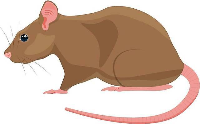 JPG 해외이미지 일러스트 사람없음 갈색 귀여움 쥐 해외일러스트 컬러 컨셉 설치류 파일형식 이미지허브