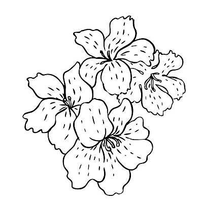 EPS 해외이미지 식물 손 디자인 꽃잎 꽃 실루엣 종이 백그라운드 꽃무늬 패턴 일러스트 자연 잉크 미술 그래픽 장식 연필 펜 정원 수확 벚꽃 나뭇가지 우아함 스케치 심볼 싱글 그림 복고 판화 고립 바로크 엘리먼트 옛날 타격 디테일 해외일러스트 나무 컨셉 무늬 농업 모션 문화예술 학용품 촬영기법 신체부위 필기구 생태계 파일형식 벡터 이미지허브