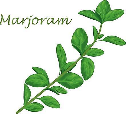 EPS 해외이미지 줄기 일러스트 타이포그라피 사람없음 초록색 풀잎 해외일러스트 식물 문자 컬러 잎 풀_식물 파일형식 벡터 이미지허브