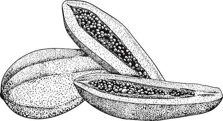 EPS 해외이미지 식물 디자인 선 음식 조각 농업 다이어트 과일 일러스트 재료 자연 잉크 건강 정원 검은색 수확 신선 달콤 맛 낙서 스케치 그림 유기농 슬라이스 윤곽 손그림 내추럴 고립 숙성 엘리먼트 이국적 채식주의자 핸드메이드 비건 해외일러스트 웰빙 산업 컬러 컨셉 미술 생태계 채식 파일형식 벡터 이미지허브
