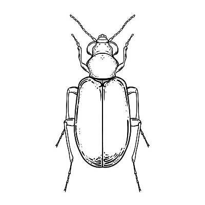 EPS 해외이미지 동물 손 디자인 배너 실루엣 야생동물 곤충 날개 일러스트 자연 생물 흑백 미술 그래픽 장식 세트 검은색 수확 흰색 벌레 잠자리 스케치 수집 문신 딱정벌레 심볼 오브젝트 사인 그림 생물학 무당벌레 판화 거인 내추럴 고립 동물상 엘리먼트 해외일러스트 교육 컬러 농업 문화예술 촬영기법 신체부위 조형물 생태계 파일형식 벡터 이미지허브