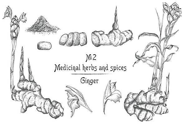 EPS 해외이미지 잎 일러스트 사람없음 빈티지 가루 스케치 라인아트 손그림 생강 생강꽃 해외일러스트 식물 꽃 선 컨셉 채소 미술 파일형식 벡터 이미지허브
