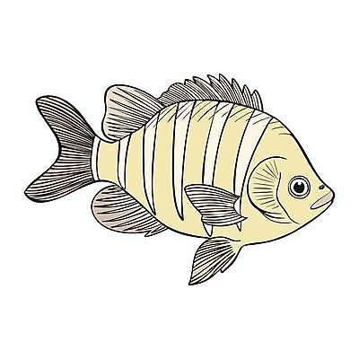 EPS 해외이미지 클립아트 동물 포스터 호수 야생동물 음식 바다 일러스트 왕관 불가사리 생물 종류 어류 그래픽 물 반려동물 강 세트 컬러풀 수중 광대 산호 인쇄 스케치 참치 해산물 돌고래 메뉴 그림 네온 연어 상어 수영선수 암초 수족관 서명 깊이 소금물 스크랩북 이국적 현실 해외일러스트 자연요소 컬러 포유류 극피동물 운동선수 미술 수중동물 자포동물 파일형식 벡터 이미지허브