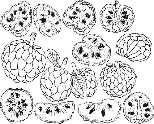 EPS 해외이미지 식물 음식 잎 농업 과일 일러스트 자연 디저트 건강 씨앗 세트 정원 수확 신선 달콤 사과 설탕 스케치 수집 메뉴 유기농 손그림 비타민 내추럴 이국적 채식주의자 현실 맛있는 해외일러스트 웰빙 산업 미술 맛 생태계 채식 영양소 파일형식 벡터 이미지허브