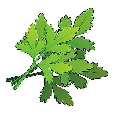 EPS 해외이미지 식물 디자인 음식 줄기 백그라운드 잎 다이어트 채소 일러스트 재료 자연 수채화 파슬리 건강 요리 미술 초록색 여름 주방 정원 샐러드 흰색 나뭇가지 신선 고명 양념 조미료 맛 허브 향신료 오브젝트 싱글 유기농 날것 향 비타민 내추럴 고립 숙성 엘리먼트 채식주의자 해외일러스트 나무 웰빙 계절 컬러 컨셉 문화예술 생태계 채식 영양소 향미료 파일형식 벡터 이미지허브