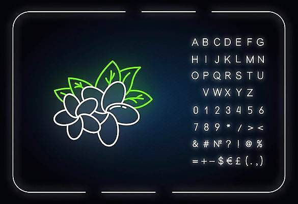 EPS 해외이미지 알파벳 선 백그라운드 일러스트 타이포그라피 사람없음 풀잎 화려 심볼 네온 플루메리아 형광등 해외일러스트 문자 영어 꽃 컨셉 잎 전등 풀_식물 파일형식 벡터 이미지허브