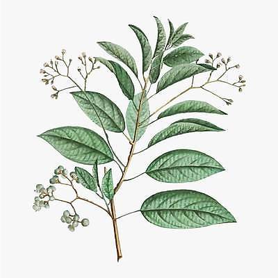 EPS 해외이미지 식물 열매 줄기 잎 일러스트 사람없음 빈티지 꽃봉오리 해외일러스트 꽃 컨셉 파일형식 벡터 이미지허브