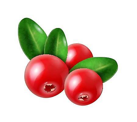 EPS 해외이미지 백그라운드 잎 일러스트 사람없음 빨간색 신선 심볼 크랜베리 해외일러스트 식물 열매 컬러 파일형식 벡터 이미지허브