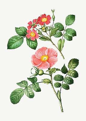 EPS 해외이미지 식물 줄기 잎 일러스트 사람없음 장미 빈티지 꽃봉오리 황매화 해외일러스트 꽃 컨셉 파일형식 벡터 이미지허브