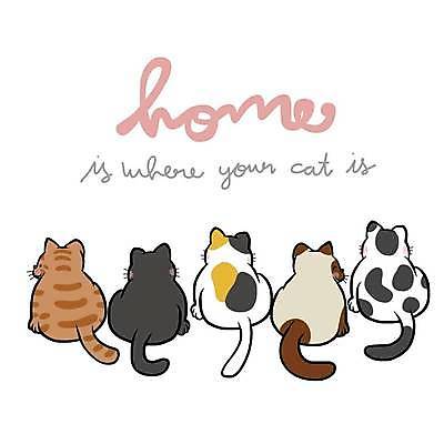 EPS 해외이미지 손글씨 여러마리 일러스트 앉기 사람없음 반려동물 귀여움 고양이 다양 손그림 반려묘 해외일러스트 동물 다수 컨셉 포유류 모션 파일형식 벡터 이미지허브