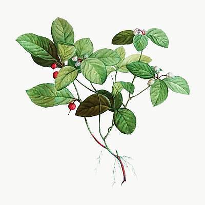 EPS 해외이미지 식물 열매 줄기 잎 일러스트 사람없음 빈티지 꽃봉오리 해외일러스트 꽃 컨셉 파일형식 벡터 이미지허브