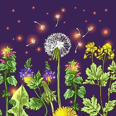 EPS 해외이미지 디자인 꽃 일러스트 미술 사람없음 들꽃 야간 민들레 민들레홀씨 스타일 해외일러스트 자연요소 식물 문화예술 파일형식 벡터 이미지허브