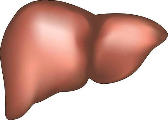 EPS 해외이미지 교육 과학 신체 일러스트 부분 해부 건강 사람 내부 약 오르간 생물학 간 시스템 망사 자원 췌장 고립 돌봄 복근 해외일러스트 의학 모션 근육 직물 장기_의학 건반악기 파일형식 벡터 이미지허브