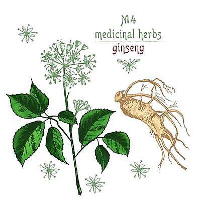 EPS 해외이미지 잎 일러스트 사람없음 초록색 인삼 스케치 손그림 인삼꽃 해외일러스트 식물 꽃 컬러 미술 삼 파일형식 벡터 이미지허브