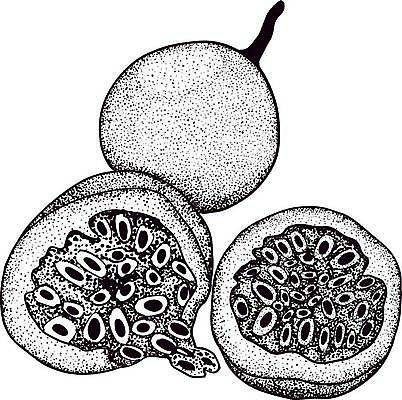 EPS 해외이미지 식물 라이프스타일 음식 조각 잎 과일 일러스트 재료 자연 디저트 건강 여름 세트 라벨 보라색 수확 나뭇가지 신선 달콤 맛 스케치 자르기 수집 먹기 메뉴 그림 유기농 열정 손그림 비타민 고립 숙성 이국적 채식주의자 디테일 비건 해외일러스트 나무 웰빙 계절 감정 컬러 컨셉 농업 모션 프레임 미술 생활 생태계 채식 영양소 파일형식 벡터 이미지허브