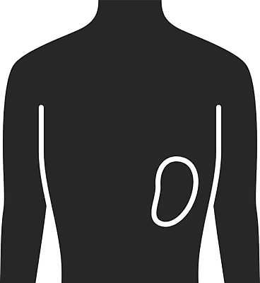 EPS 해외이미지 클립아트 모양 디자인 실루엣 컨셉 신체 일러스트 부분 해부 생물 건강 사람 내부 치료 픽토그램 약 검은색 웹 최고 오르간 심볼 사인 생물학 배지 시스템 고립 면역력 상형문자 지라 해외일러스트 문자 교육 컬러 인터넷 의학 촬영기법 건반악기 파일형식 벡터 이미지허브