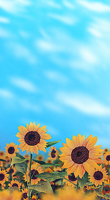 PSD 구름 줄기 하늘색 잎 꽃밭 일러스트 자연 하늘 날씨 해바라기 풍경 사람없음 평화 맑음 자연백그라운드 국내일러스트 자연요소 식물 꽃 백그라운드 컨셉 파란색 생태계 파일형식