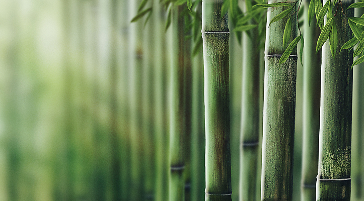 PSD 잎 일러스트 자연 풍경 사람없음 초록색 여름 햇빛 평화 시원함 대나무 힐링 자연백그라운드 대나무숲 국내일러스트 나무 식물 계절 컬러 백그라운드 컨셉 태양 숲 생태계 파일형식