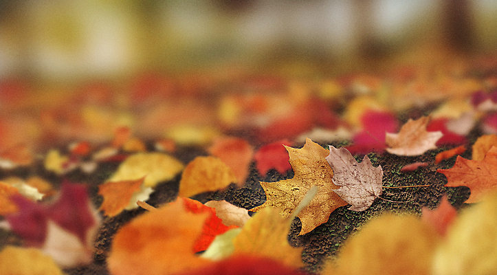 PSD 단풍 낙엽 일러스트 자연 풍경 사람없음 아웃포커스 평화 주황색 흙 가을 자연백그라운드 블러효과 가을배경 국내일러스트 계절 컬러 백그라운드 컨셉 잎 촬영기법 생태계 블러 파일형식 효과 가을_계절