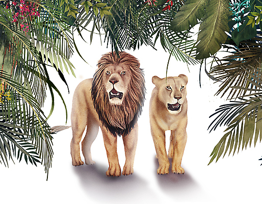 PSD 잎 두마리 일러스트 프레임 그림자 서기 사람없음 풀 사자 열대우림 육식동물 숫사자 암사자 열대잎 국내일러스트 식물 동물 2 포유류 모션 숲 암컷 수컷 파일형식