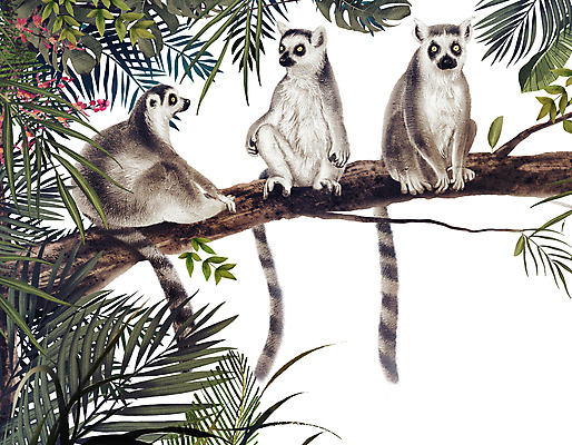 PSD 나무 잎 일러스트 프레임 세마리 앉기 사람없음 나뭇가지 원숭이 풀 승차 열대우림 유인원 알락꼬리여우원숭이 열대잎 국내일러스트 식물 포유류 모션 3 숲 파일형식