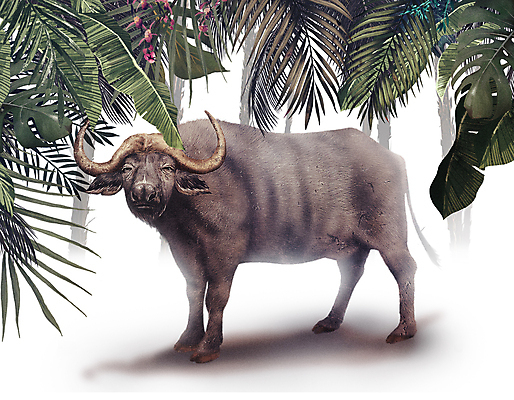 PSD 나무 한마리 잎 일러스트 초식동물 프레임 서기 사람없음 풀 열대우림 버팔로 열대잎 국내일러스트 식물 동물 1 모션 소 숲 파일형식